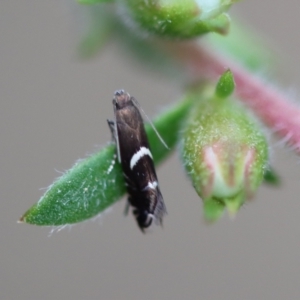 Glyphipterix acinacella at Moruya, NSW - suppressed