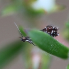 Glyphipterix acinacella at Moruya, NSW - suppressed