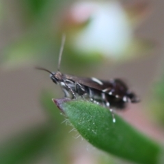 Glyphipterix acinacella at Moruya, NSW - suppressed