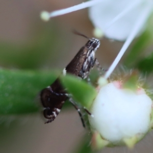 Glyphipterix acinacella at Moruya, NSW - suppressed