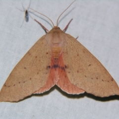 Arhodia lasiocamparia (Pink Arhodia) at Sheldon, QLD - 28 Oct 2007 by PJH123