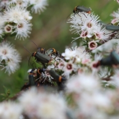 Chauliognathus lugubris (Plague Soldier Beetle) at Moruya, NSW - 4 Nov 2023 by LisaH