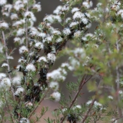 Chauliognathus lugubris at Moruya, NSW - 4 Nov 2023