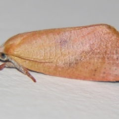 Callizyga dispar (Hypertrophidae) at Sheldon, QLD - 28 Oct 2007 by PJH123