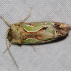 Cosmodes elegans (Green Blotched Moth) at Sheldon, QLD - 28 Oct 2007 by PJH123