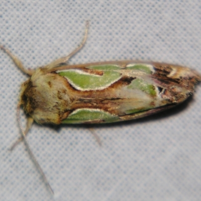 Cosmodes elegans (Green Blotched Moth) at Sheldon, QLD - 28 Oct 2007 by PJH123