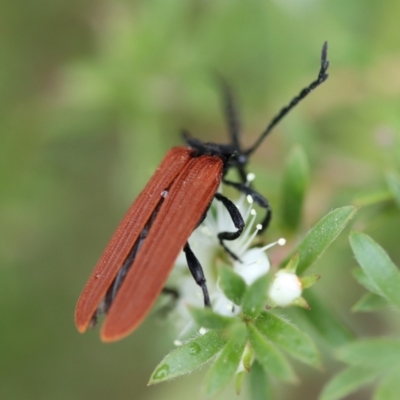 Porrostoma rhipidium (Long-nosed Lycid (Net-winged) beetle) at Moruya, NSW - 4 Nov 2023 by LisaH