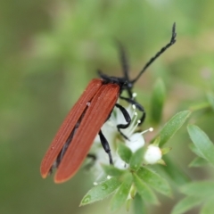 Porrostoma rhipidium (Long-nosed Lycid (Net-winged) beetle) at Moruya, NSW - 4 Nov 2023 by LisaH