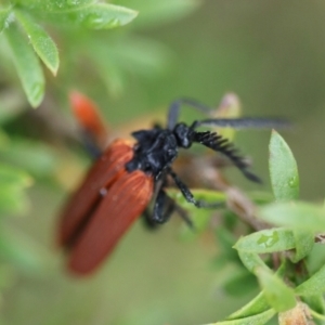 Porrostoma rhipidium at Moruya, NSW - 4 Nov 2023