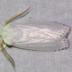 Cryptophasa epadelpha (A Gelechioid moth (Xyloryctidae)) at Sheldon, QLD - 28 Oct 2007 by PJH123