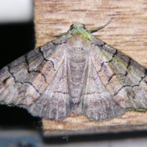 Dysbatus stenodesma at Sheldon, QLD - suppressed