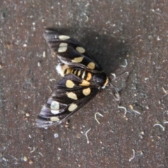 Unidentified Tiger moth (Arctiinae) at Moruya, NSW - 4 Nov 2023 by LisaH