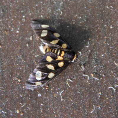 Unidentified Tiger moth (Arctiinae) at Moruya, NSW - 4 Nov 2023 by LisaH