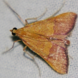 Endotricha pyrosalis at Sheldon, QLD - suppressed