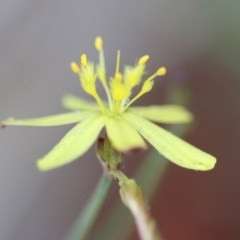 Tricoryne elatior (Yellow Rush Lily) at Moruya, NSW - 4 Nov 2023 by LisaH