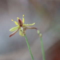 Tricoryne elatior at Moruya, NSW - suppressed