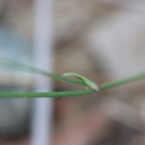 Tricoryne elatior at Moruya, NSW - suppressed