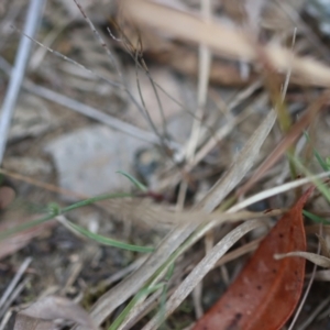 Tricoryne elatior at Moruya, NSW - suppressed