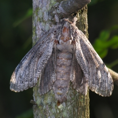 Endoxyla (genus) (Unknown Wood Moth) at Sheldon, QLD - 26 Oct 2007 by PJH123