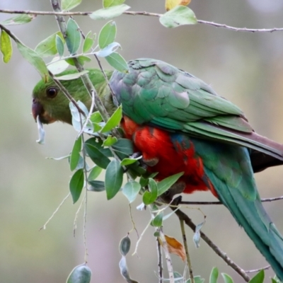 Alisterus scapularis (Australian King-Parrot) at Moruya, NSW - 4 Nov 2023 by LisaH