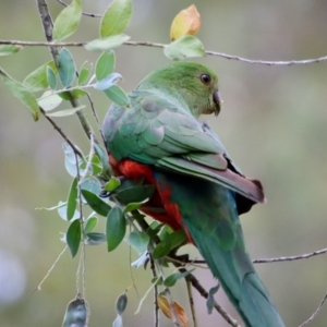 Alisterus scapularis at Moruya, NSW - suppressed