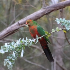 Alisterus scapularis at Moruya, NSW - suppressed