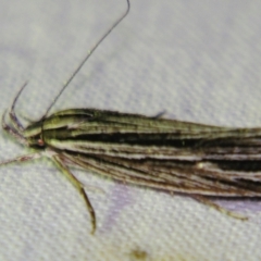 Leistarcha tenuistria (A Gelechioid moth (Xyloryctidae)) at Sheldon, QLD - 28 Oct 2007 by PJH123