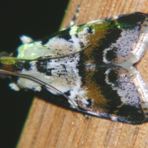 Orthaga sp near seminivea at Sheldon, QLD - suppressed