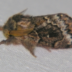 Pernattia pusilla (She-Oak Moth) at Sheldon, QLD - 28 Oct 2007 by PJH123