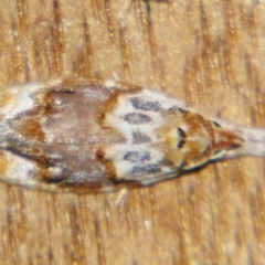 Piloprepes gelidella (A Concealer moth) at Sheldon, QLD - 28 Oct 2007 by PJH123