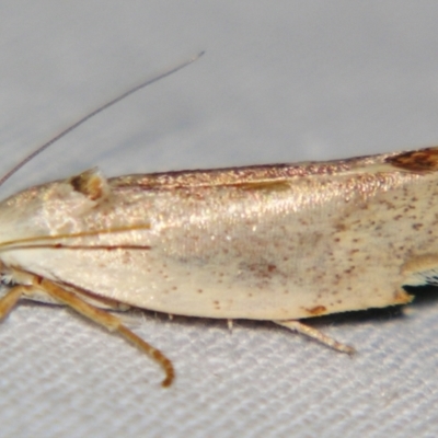 Tymbophora peltastis (A Xyloryctid moth (Xyloryctidae)) at Sheldon, QLD - 28 Oct 2007 by PJH123
