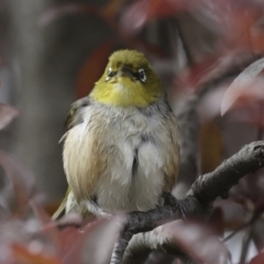 Zosterops lateralis (Silvereye) at Higgins, ACT - 28 Oct 2023 by AlisonMilton