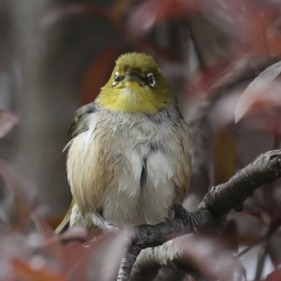 Zosterops lateralis (Silvereye) at Higgins, ACT - 28 Oct 2023 by AlisonMilton