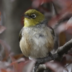 Zosterops lateralis at Higgins, ACT - 28 Oct 2023