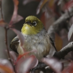 Zosterops lateralis at Higgins, ACT - 28 Oct 2023