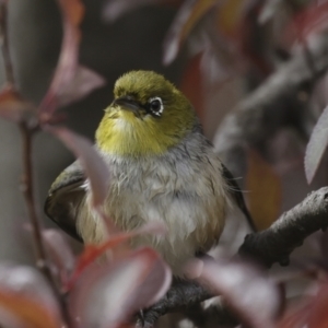 Zosterops lateralis at Higgins, ACT - 28 Oct 2023