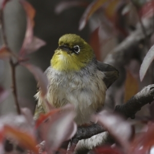 Zosterops lateralis at Higgins, ACT - 28 Oct 2023