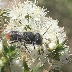 Megachile (Hackeriapis) rhodura at Mount Annan, NSW - 20 Oct 2023