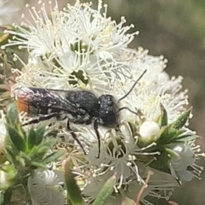Megachile (Hackeriapis) rhodura at Mount Annan, NSW - 20 Oct 2023