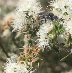 Megachile (Hackeriapis) rhodura at Mount Annan, NSW - 20 Oct 2023