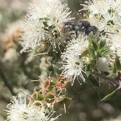 Megachile (Hackeriapis) rhodura at Mount Annan, NSW - 20 Oct 2023 01:33 PM
