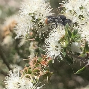 Megachile (Hackeriapis) rhodura at Mount Annan, NSW - 20 Oct 2023