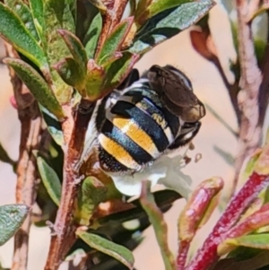 Lipotriches (Austronomia) australica at Gundaroo, NSW - 2 Nov 2023 11:58 AM