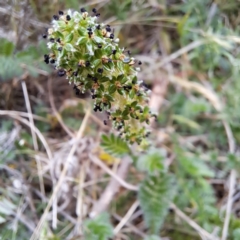 Acaena sp. (A Sheep's Burr) at Mount Majura - 4 Nov 2023 by abread111