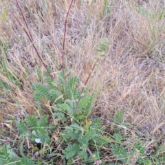 Acaena (genus) at Watson, ACT - 4 Nov 2023