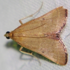 Endotricha pyrosalis (A Pyralid moth) at Sheldon, QLD - 28 Oct 2007 by PJH123