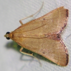 Endotricha pyrosalis (A Pyralid moth (Endotrichinae) at Sheldon, QLD - 28 Oct 2007 by PJH123