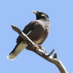 Acridotheres tristis (Common Myna) at Higgins, ACT - 25 Oct 2023 by AlisonMilton