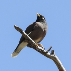 Acridotheres tristis at Higgins, ACT - 26 Oct 2023 10:02 AM