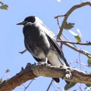 Gymnorhina tibicen at Higgins, ACT - 26 Oct 2023 10:03 AM